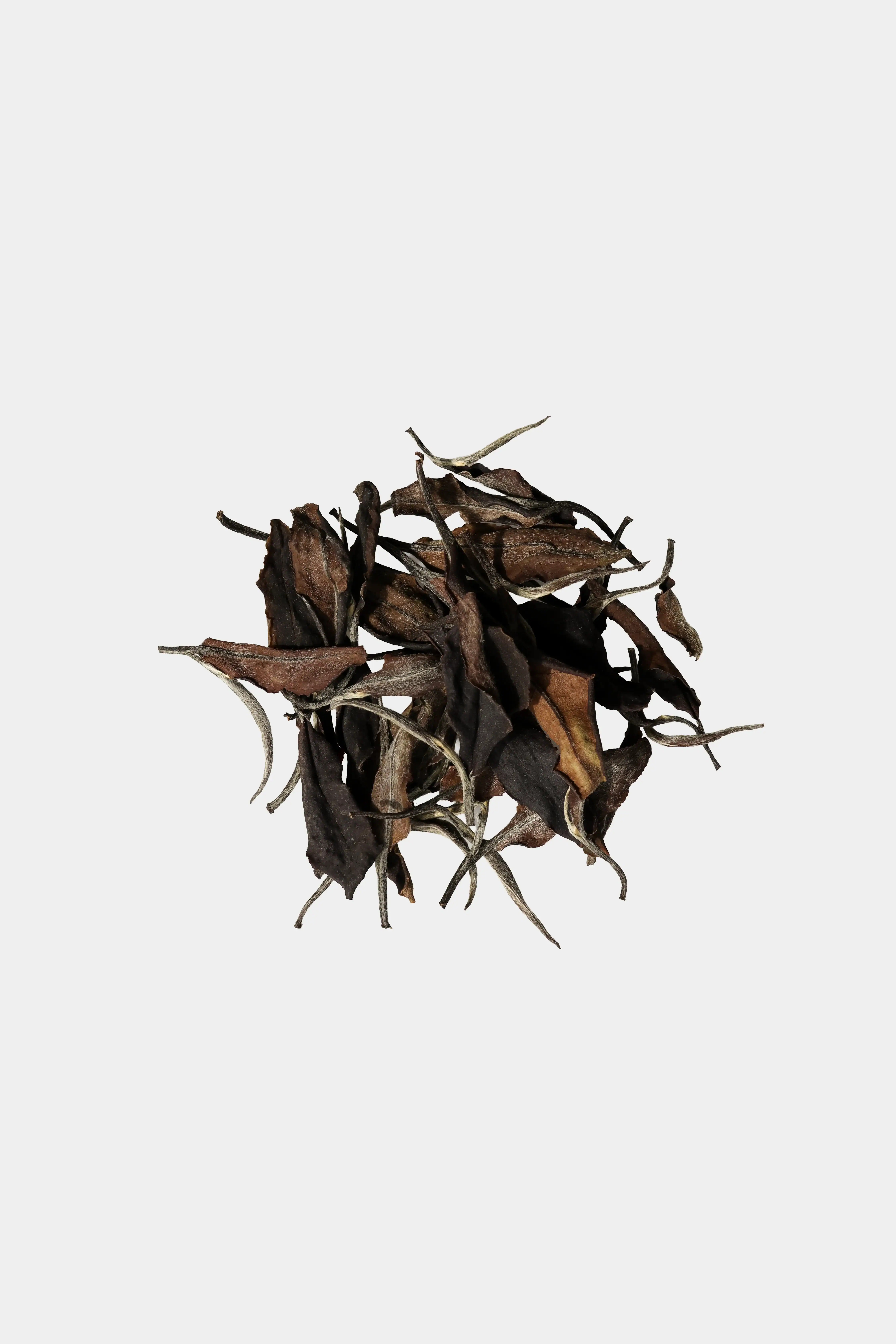 LOT198. 석문 야방 수선백 25夏🟢